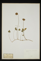 Trifolium repens