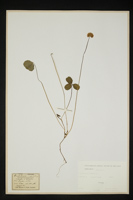 Trifolium repens