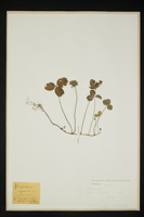 Trifolium repens