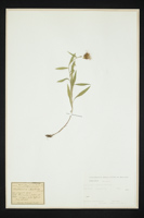 Centaurea rhaetica