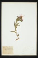 Centaurea rhaetica