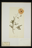 Papaver rhoeas