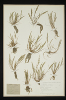 Catapodium rigidum