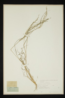 Catapodium rigidum