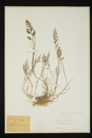 Catapodium rigidum