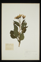 Helianthus rigidus