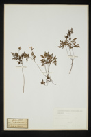 Geranium robertianum