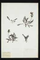 Pedicularis rostrato-capitata