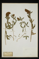 Trifolium rubens