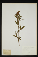 Trifolium rubens