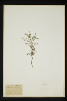 Lepidium ruderale