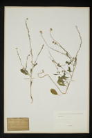 Rapistrum rugosum