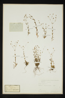 Silene rupestris