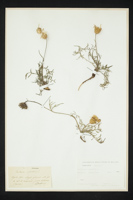 Centaurea rupestris