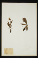 Orchis sambucina