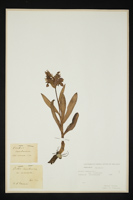 Orchis sambucina