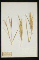 Oryza sativa