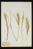 Oryza sativa