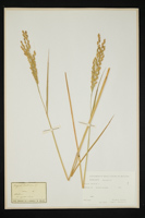 Oryza sativa