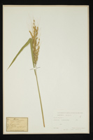 Oryza sativa