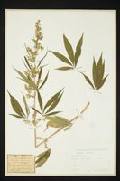 Cannabis sativa