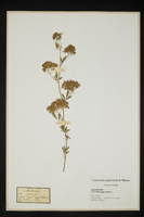 Medicago sativa