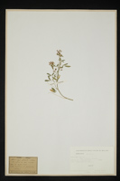 Medicago sativa