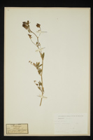 Medicago sativa