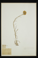 Helichrysum saxatile