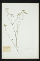 Pimpinella saxifraga