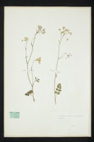 Pimpinella saxifraga