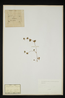 Trifolium scabrum