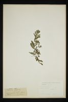 Teucrium scordium