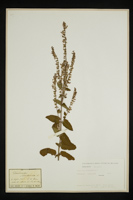 Teucrium scorodonia