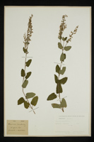 Teucrium scorodonia