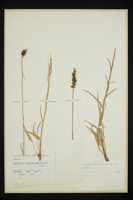 Phyteuma scorzonerifolium