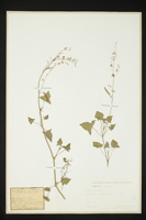 Rumex scutatus