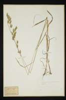 Bromus secalinus