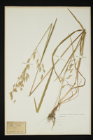 Bromus secalinus