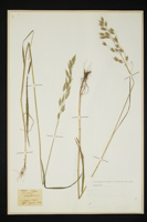 Bromus secalinus