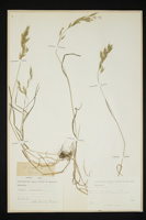 Bromus secalinus