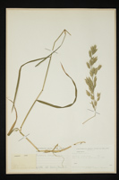 Bromus secalinus