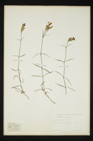 Dianthus seguieri