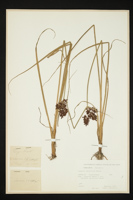 Cyperus serotinus