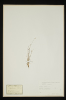 Isolepis setacea