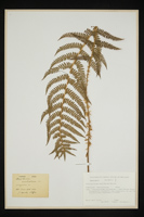 Polystichum setiferum