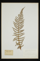 Polystichum setiferum