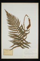 Polystichum setiferum