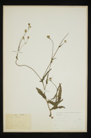 Crepis setosa