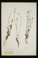 Crepis setosa